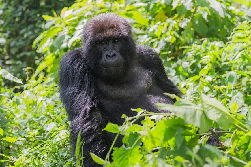 gorilla in rwanda.